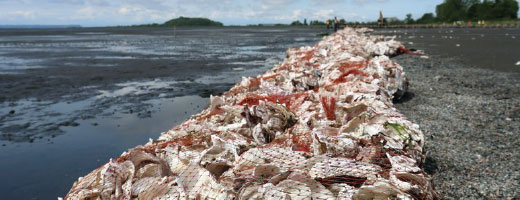 Une digue vivante faite de coquillages contre un rivage