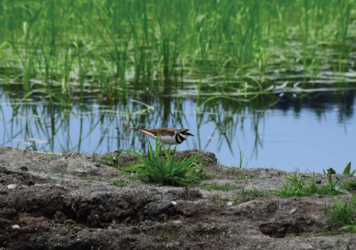 Un oiseau se tenant à côté d'une zone humide entourée de verdure