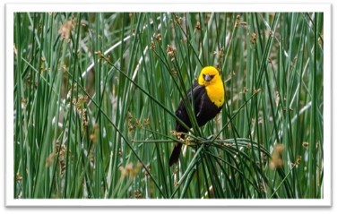 Oiseau jaune dans l'herbe